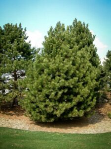 Сосна Чёрная (Pinus Nigra) купить по цене от 270.00р. в интернет-магазине «Посадика» с доставкой почтой в в Новосилье и по всей России – [изображение №1].