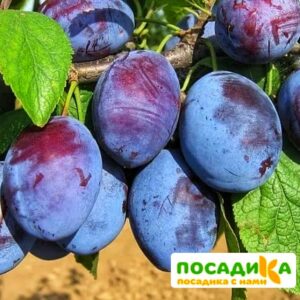 Слива Чачакская ранняя купить по цене от 229.00р. в интернет-магазине «Посадика» с доставкой почтой в в Новосилье и по всей России – [изображение №1].