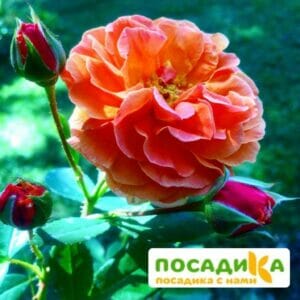 Роза Арабия купить по цене от 350.00р. в интернет-магазине «Посадика» с доставкой почтой в в Новосилье и по всей России – [изображение №1].