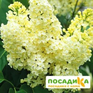 Сирень Примроуз (Primrose) купить по цене от 529.00р. в интернет-магазине «Посадика» с доставкой почтой в в Новосилье и по всей России – [изображение №1].