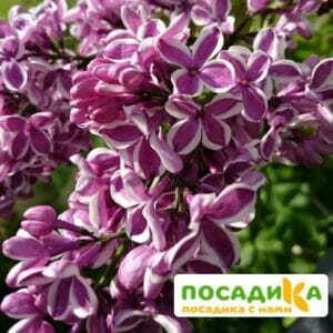 Сирень Сенсация купить по цене от 529.00р. в интернет-магазине «Посадика» с доставкой почтой в в Новосилье и по всей России – [изображение №1].