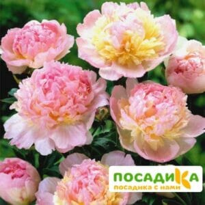 Пион Распберри Сандей (Paeonia Raspberry Sundae) купить по цене от 959р. в интернет-магазине «Посадика» с доставкой почтой в в Новосилье и по всей России – [изображение №1].