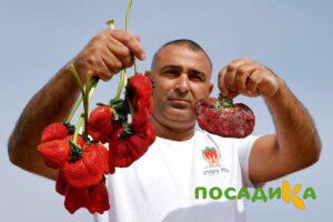Клубника Гигант Джорнея купить по цене от 266р. в интернет-магазине «Посадика» с доставкой почтой в в Новосилье и по всей России – [изображение №1].