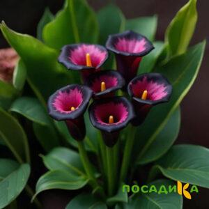 Калла Аура Лейс купить по цене от 400р. в интернет-магазине «Посадика» с доставкой почтой в в Новосилье и по всей России – [изображение №1].