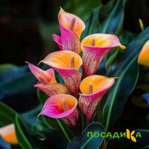 Калла Оникс купить по цене от 450р. в интернет-магазине «Посадика» с доставкой почтой в в Новосилье и по всей России – [изображение №1].