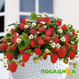 Клубника Рубиновый Шепот (горшечная) купить по цене от 240р. в интернет-магазине «Посадика» с доставкой почтой в в Новосилье и по всей России – [изображение №1].
