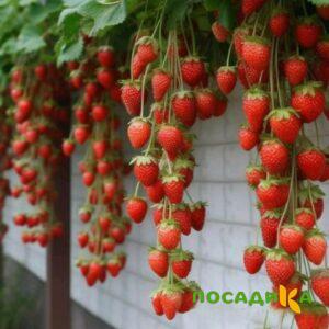 Клубника вьющаяся Комплимент купить по цене от 470р. в интернет-магазине «Посадика» с доставкой почтой в в Новосилье и по всей России – [изображение №1].