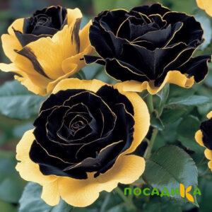 Роза Ханни Сикл купить по цене от 700р. в интернет-магазине «Посадика» с доставкой почтой в в Новосилье и по всей России – [изображение №1].