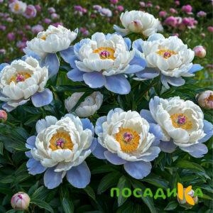 Пион акварельный Этюд купить по цене от 806р. в интернет-магазине «Посадика» с доставкой почтой в в Новосилье и по всей России – [изображение №1].