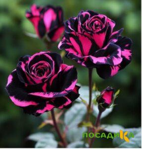 Роза Багровый Шепот купить по цене от 366р. в интернет-магазине «Посадика» с доставкой почтой в в Новосилье и по всей России – [изображение №1].