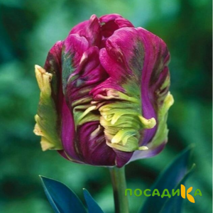 Тюльпан Экзотик Хэвен купить по цене от 186р. в интернет-магазине «Посадика» с доставкой почтой в в Новосилье и по всей России – [изображение №1].